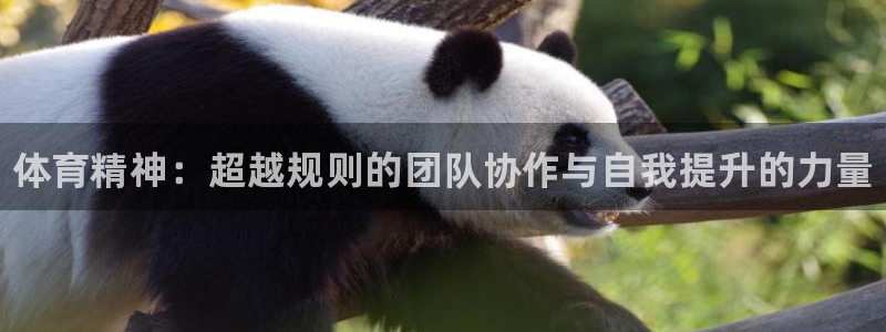 yy易游官网下载招商电话号码是多少啊